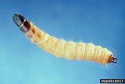 Attēlu rezultāti vaicājumam “Cleridae”