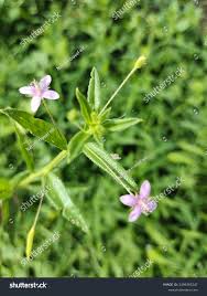 Attēlu rezultāti vaicājumam “Epilobium roseum flower”