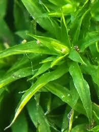 Attēlu rezultāti vaicājumam “Timmia megapolitana”