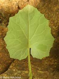 Attēlu rezultāti vaicājumam “Tussilago farfara leaf”