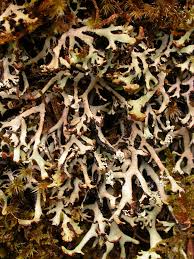 Attēlu rezultāti vaicājumam “Hypogymnia vittata”