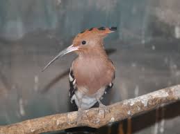 Attēlu rezultāti vaicājumam “Upupa epops”