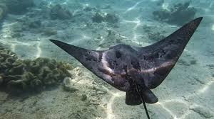 Image result for Aetobatus narinari