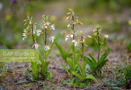 Attēlu rezultāti vaicājumam “Epipactis palustris”