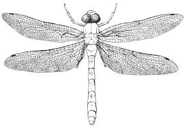 Attēlu rezultāti vaicājumam “Aeshnidae”