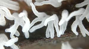 Attēlu rezultāti vaicājumam “Ceratiomyxa fruticulosa young”