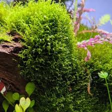 Attēlu rezultāti vaicājumam “Riccardia chamaedryfolia”