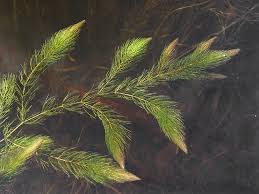 Attēlu rezultāti vaicājumam “Ceratophyllum submersum leaf”