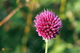 Image result for Schnittlauch