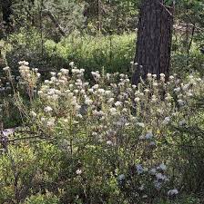 Attēlu rezultāti vaicājumam “Ledum palustre flower”