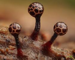 Attēlu rezultāti vaicājumam “Trichia botrytis spores”