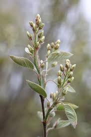 Attēlu rezultāti vaicājumam “Amelanchier spicata flower”