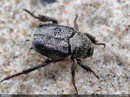 Attēlu rezultāti vaicājumam “Hoplia graminicola”