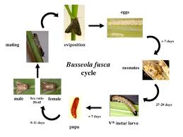 Attēlu rezultāti vaicājumam “Cribraria cancellata var. fusca stalked”
