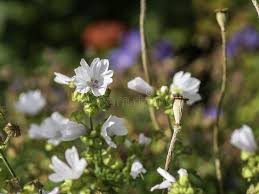 Image result for Malva moschata alba