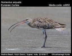 Attēlu rezultāti vaicājumam “Numenius arquata”