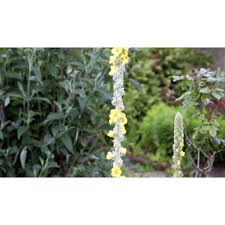 Attēlu rezultāti vaicājumam “Verbascum densiflorum flower”