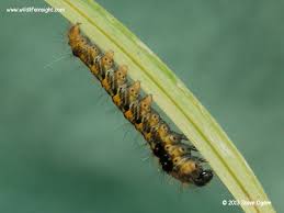 Attēlu rezultāti vaicājumam “Euthrix potatoria larva”