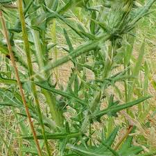 Attēlu rezultāti vaicājumam “Cirsium vulgare leaf”