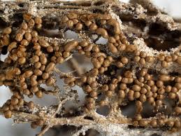 Attēlu rezultāti vaicājumam “Trichia contorta”