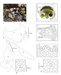 Attēlu rezultāti vaicājumam “Dicranella staphylina cells”