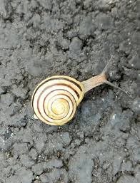 Attēlu rezultāti vaicājumam “Cepaea hortensis”