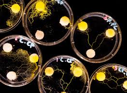 Attēlu rezultāti vaicājumam “Physarum conglomeratum”
