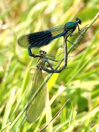 Attēlu rezultāti vaicājumam “Calopteryx splendens”