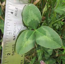 Attēlu rezultāti vaicājumam “Trifolium pratense leaf”