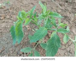 Attēlu rezultāti vaicājumam “Lycopersicon esculentum leaf”