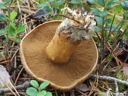 Attēlu rezultāti vaicājumam “Suillus variegatus”