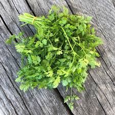 Image result for Kerbel