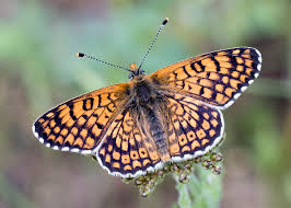Attēlu rezultāti vaicājumam “Melitaea cinxia upperside”
