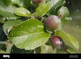 Attēlu rezultāti vaicājumam “Malus domestica fruit”