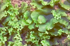 Attēlu rezultāti vaicājumam “Pellia endiviifolia”