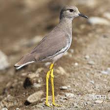 Image result for Vanellus leucurus