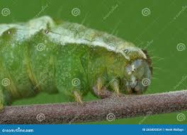 Attēlu rezultāti vaicājumam “Melanchra persicariae”