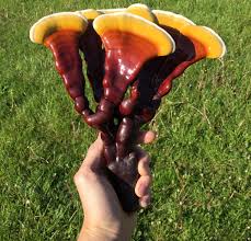 Attēlu rezultāti vaicājumam “Ganoderma lucidum”