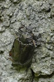 Attēlu rezultāti vaicājumam “Osmoderma barnabita”