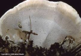 Attēlu rezultāti vaicājumam “Bjerkandera fumosa”