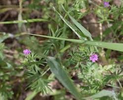 Attēlu rezultāti vaicājumam “Geranium dissectum leaf”