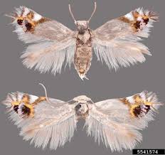 Attēlu rezultāti vaicājumam “Lyonetiidae”