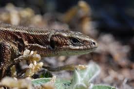 Attēlu rezultāti vaicājumam “Lacerta vivipara”