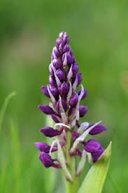 Attēlu rezultāti vaicājumam “Orchis mascula bud”