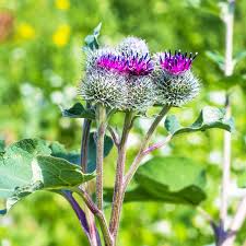 Attēlu rezultāti vaicājumam “Arctium tomentosum”