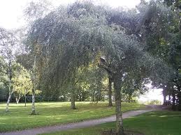 Attēlu rezultāti vaicājumam “Betula pendula Youngii”