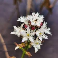 Attēlu rezultāti vaicājumam “Trichia varia spores”