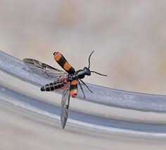 Attēlu rezultāti vaicājumam “Anthocomus fasciatus”