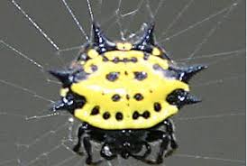 Attēlu rezultāti vaicājumam “Acalitus longisetosus”