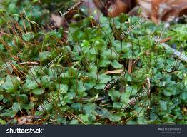 Attēlu rezultāti vaicājumam “Rhizomnium punctatum sporophyte”